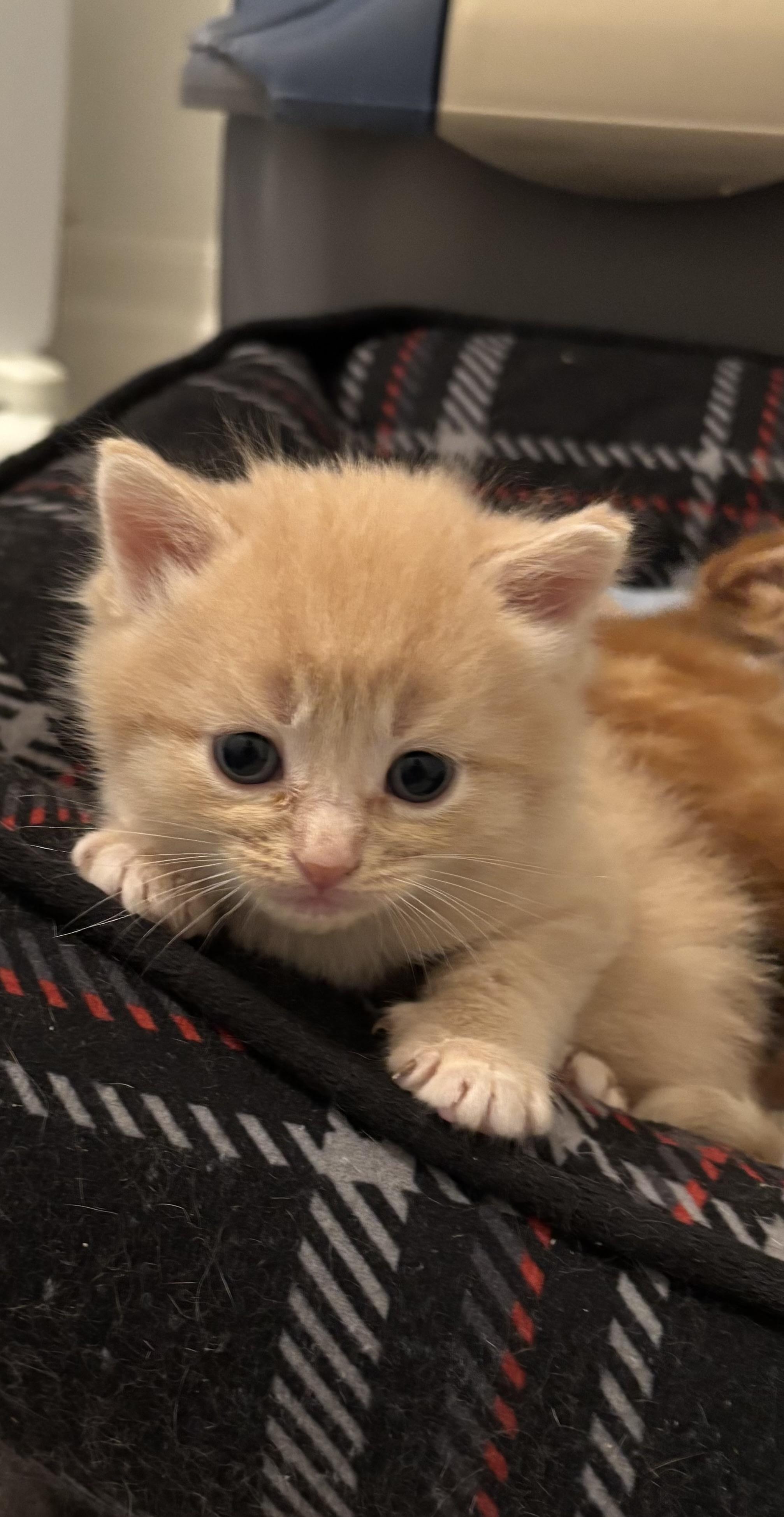 Bobby, a ADOPTABLE Domestic Short Hair in Ottawa, ON image 4/4