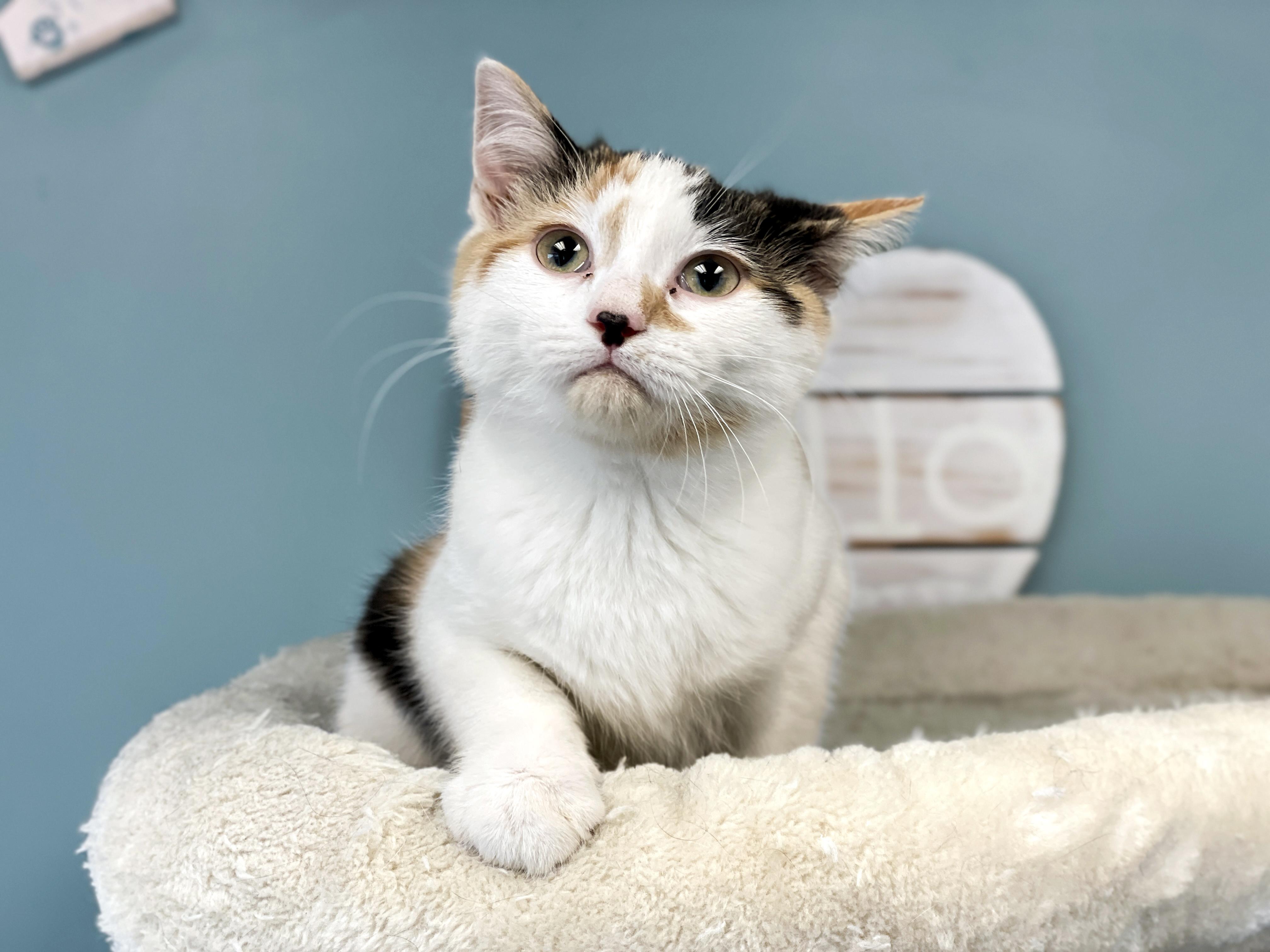 Enlarge Pixel, an adopted Domestic Short Hair in Charles Town, WV image 2/5