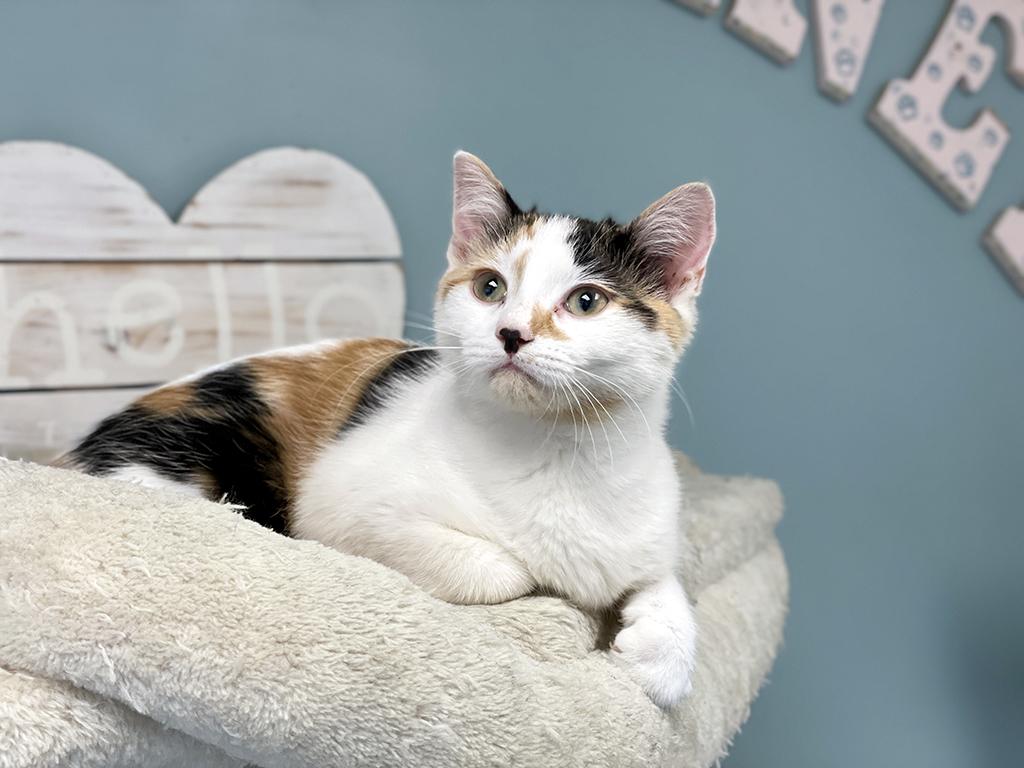 Pixel, adopted, Kitten Female Domestic Short Hair.