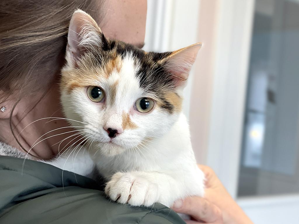 Enlarge Pixel, an adopted Domestic Short Hair in Charles Town, WV image 3/5