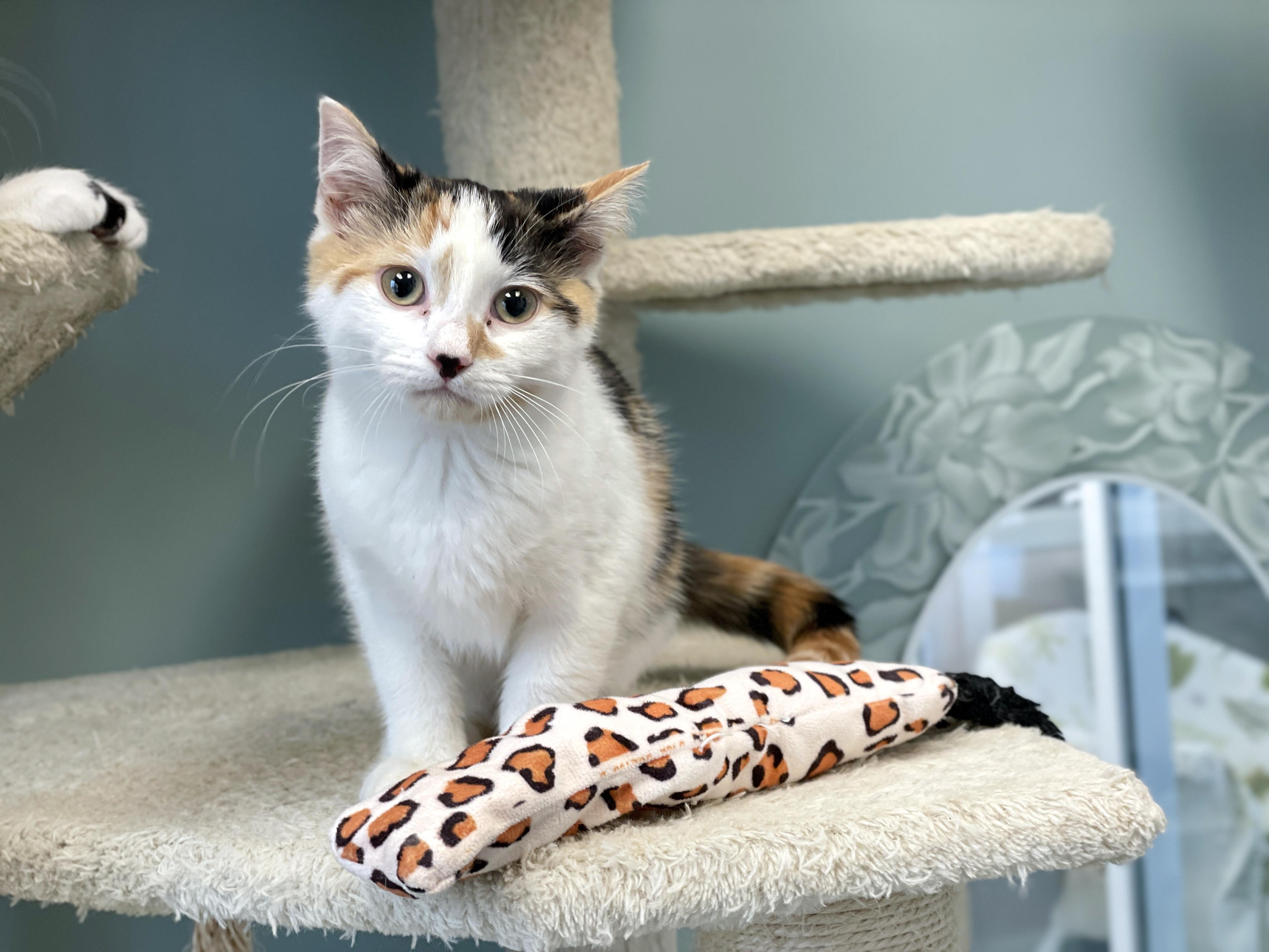 Enlarge Pixel, an adopted Domestic Short Hair in Charles Town, WV image 4/5