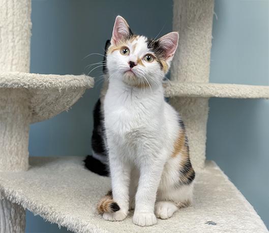 Enlarge Pixel, an adopted Domestic Short Hair in Charles Town, WV image 5/5