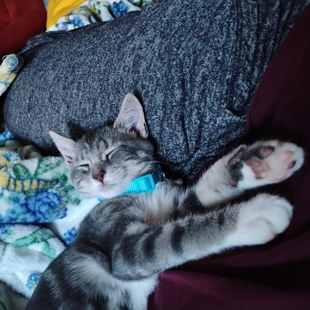 Bubbles Roy-AC, a Adoptable Domestic Short Hair in Tallahassee, FL image 1/6