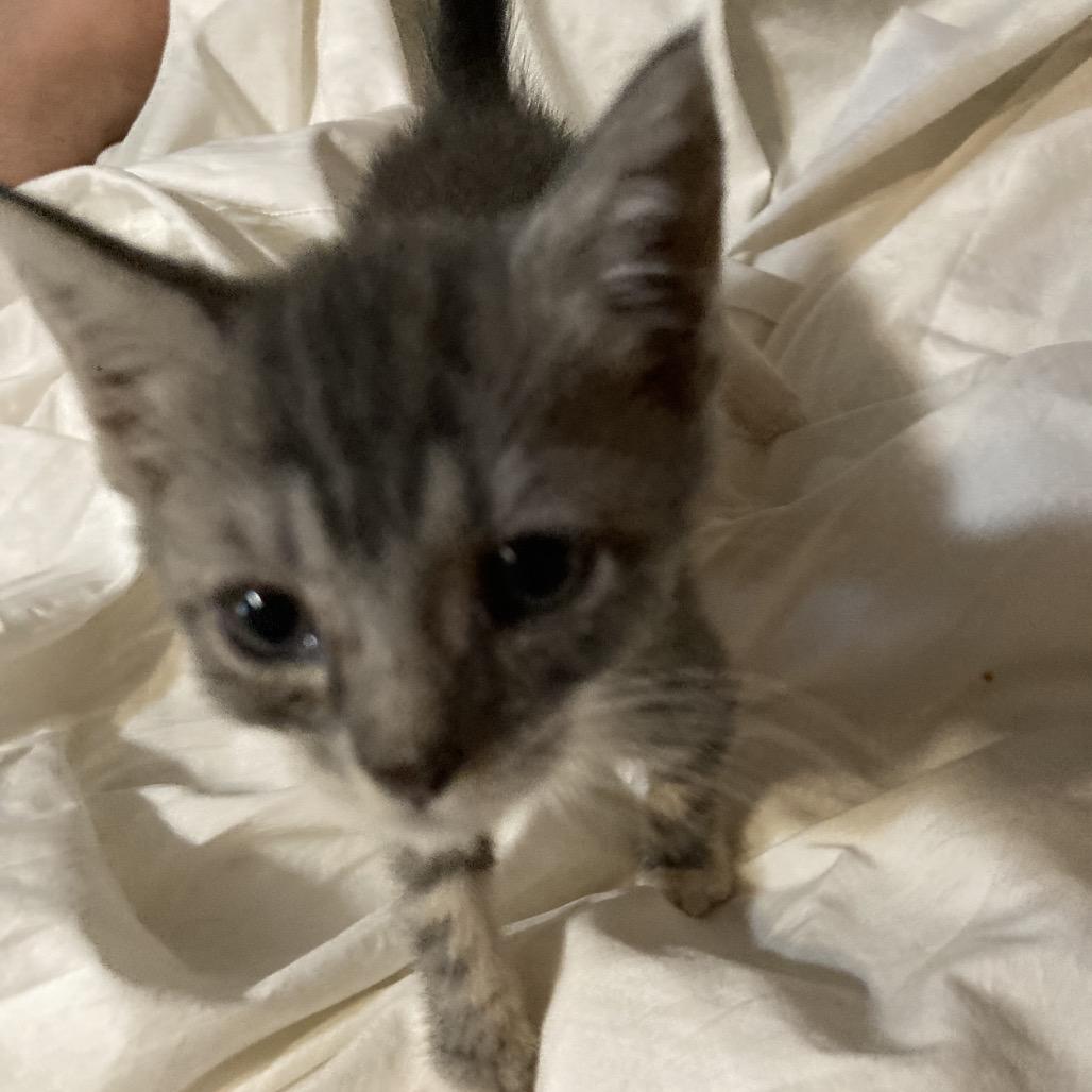 Bubbles Roy-AC, Adoptable, Kitten Female Domestic Short Hair.