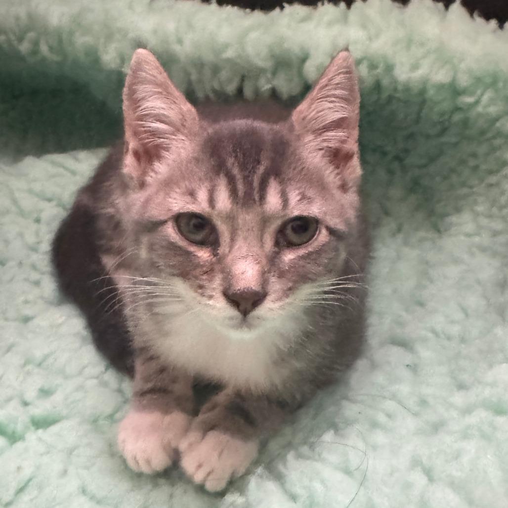 Enlarge Bubbles Roy-AC, a Adoptable Domestic Short Hair in Tallahassee, FL image 2/2
