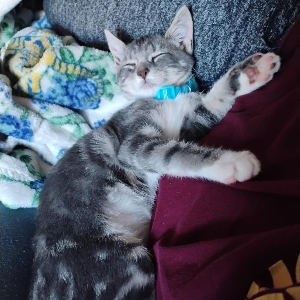 Bubbles Roy-AC, a Adoptable Domestic Short Hair in Tallahassee, FL image 6/6