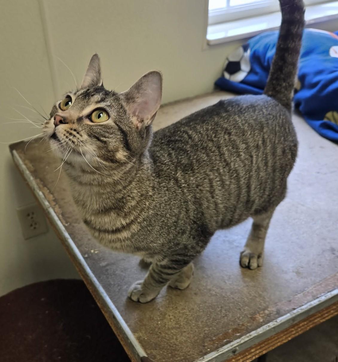 Enlarge Earthquake, a Adoptable Domestic Short Hair in Larned, KS image 2/4