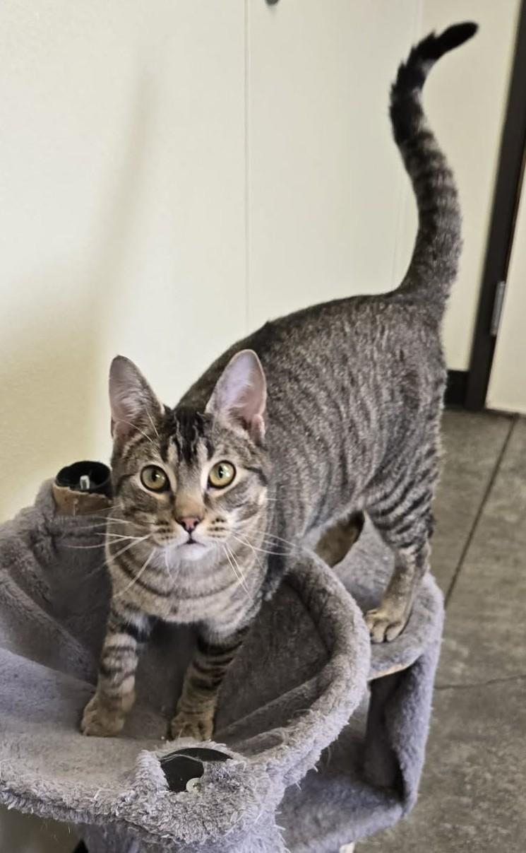 Enlarge Earthquake, a Adoptable Domestic Short Hair in Larned, KS image 3/4