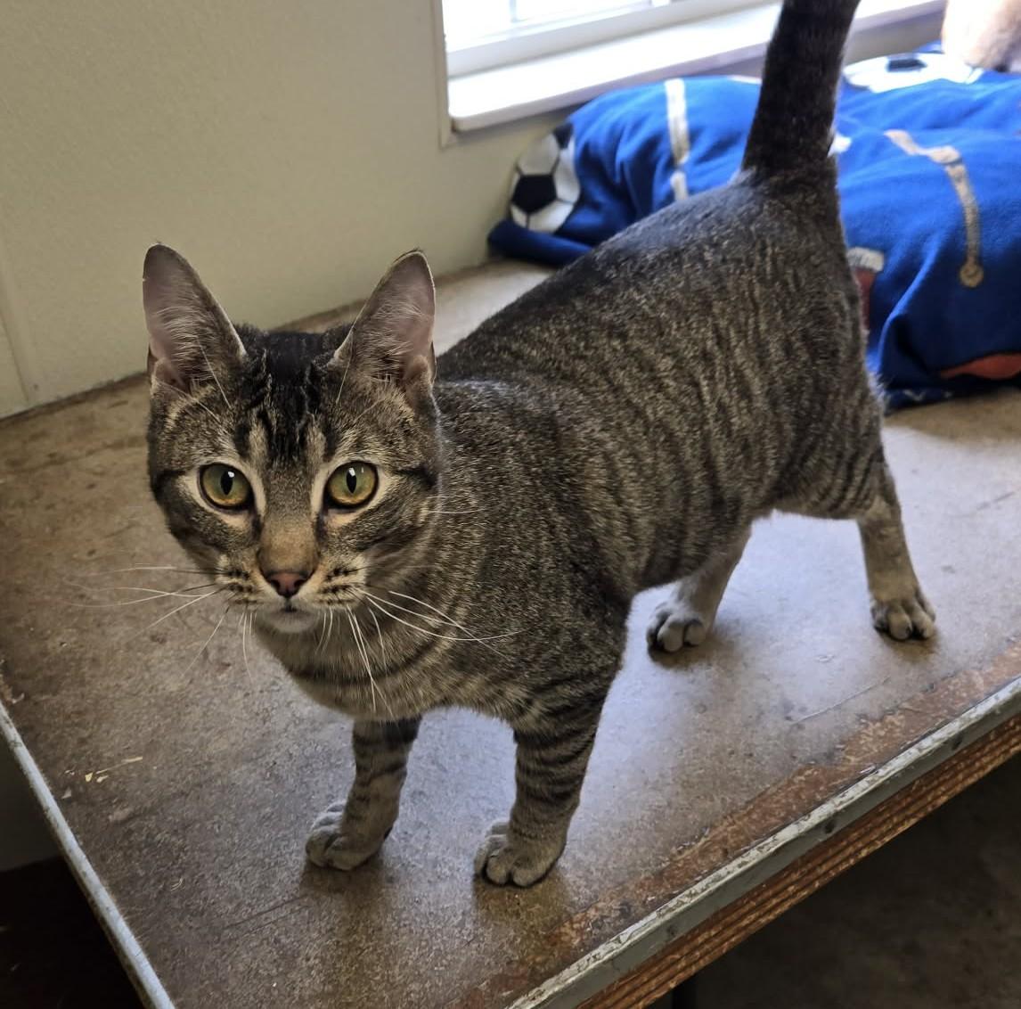 Enlarge Earthquake, a Adoptable Domestic Short Hair in Larned, KS image 4/4
