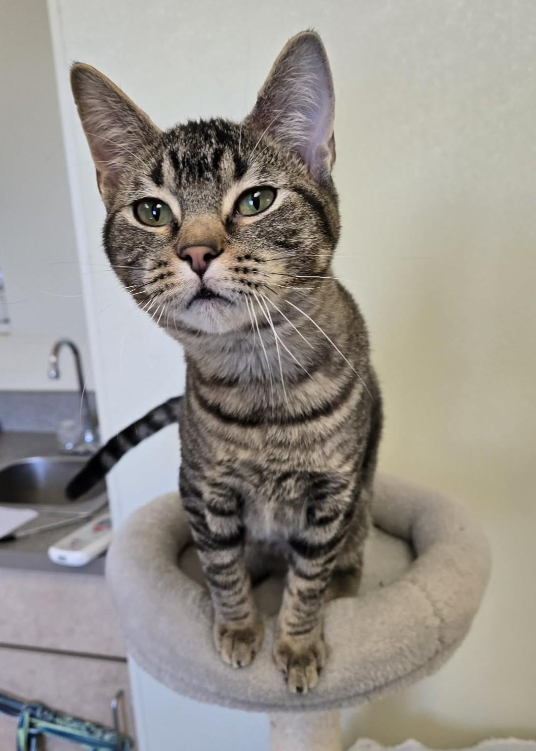 Enlarge Earthquake, a Adoptable Domestic Short Hair in Larned, KS image 2/2