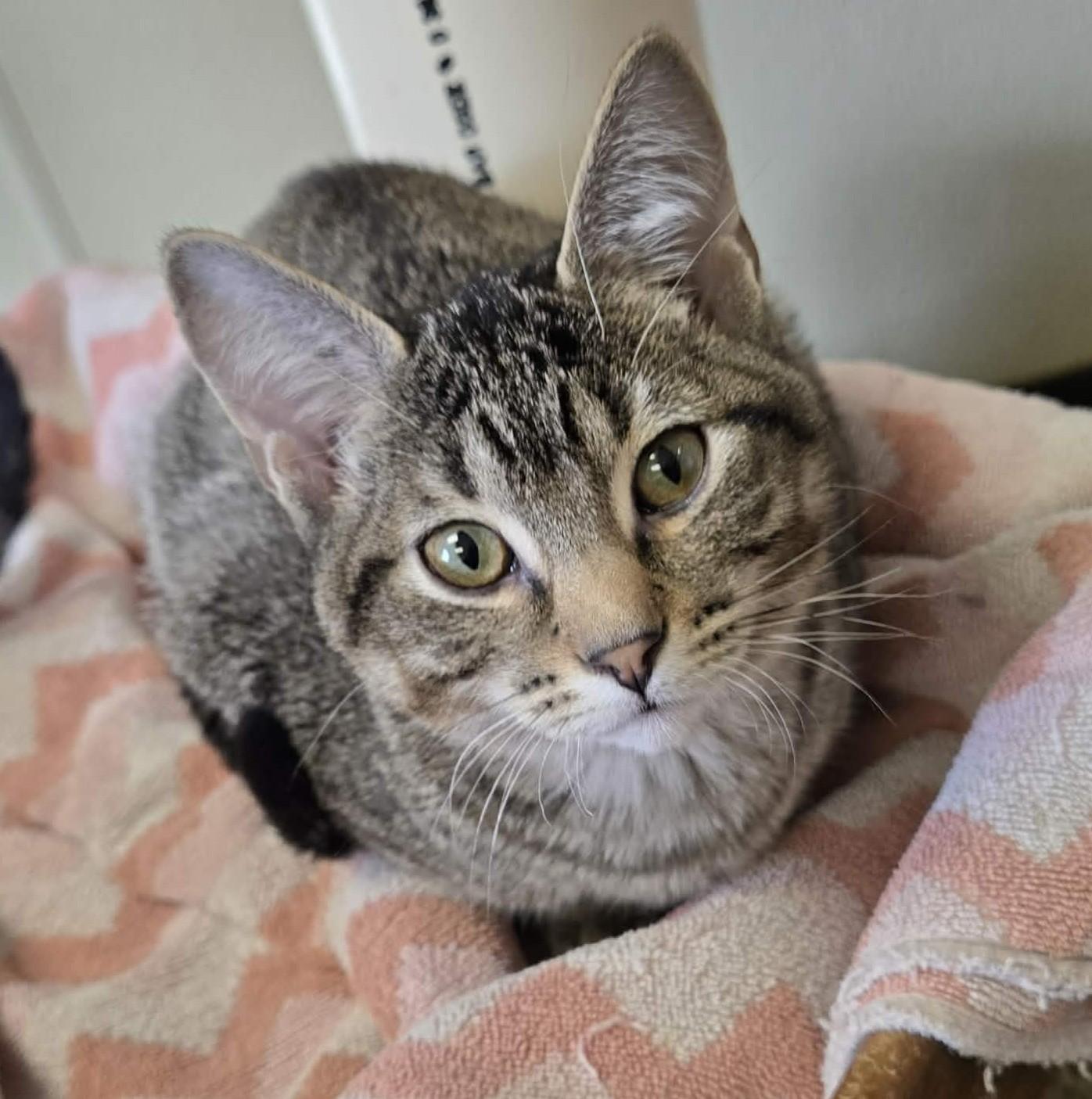 Earthquake, Adoptable, Young Male Domestic Short Hair.