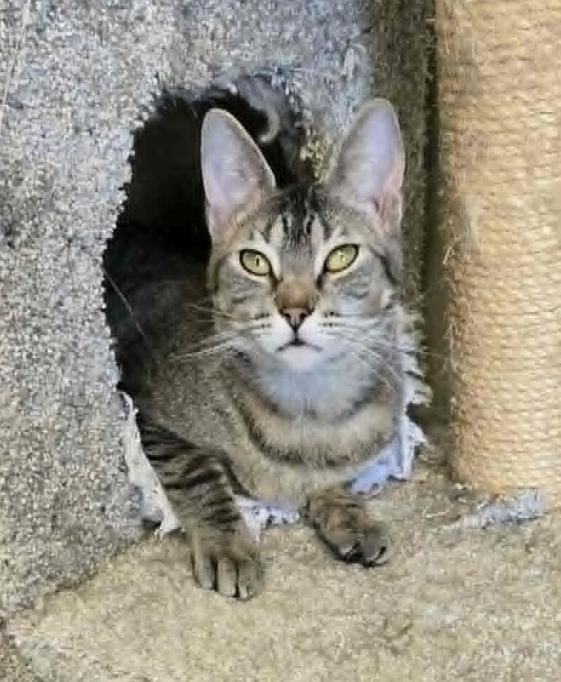 Earthquake, Adoptable, Adult Male Domestic Short Hair.