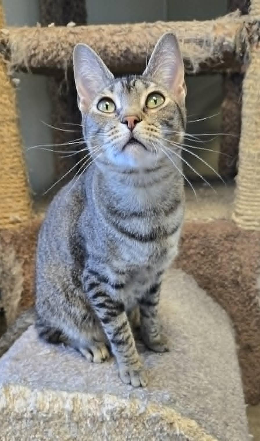 Enlarge Earthquake, a Adoptable Domestic Short Hair in Larned, KS image 4/4
