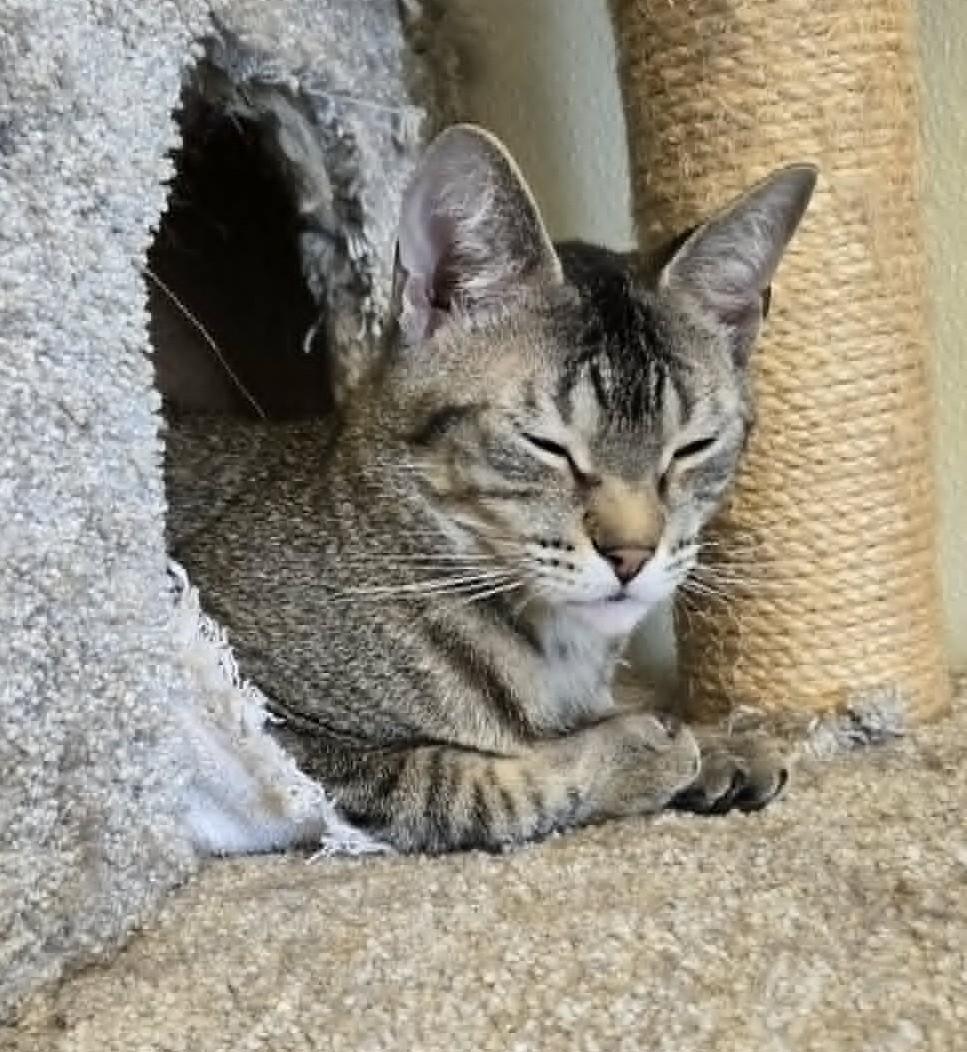 Enlarge Earthquake, a Adoptable Domestic Short Hair in Larned, KS image 2/2