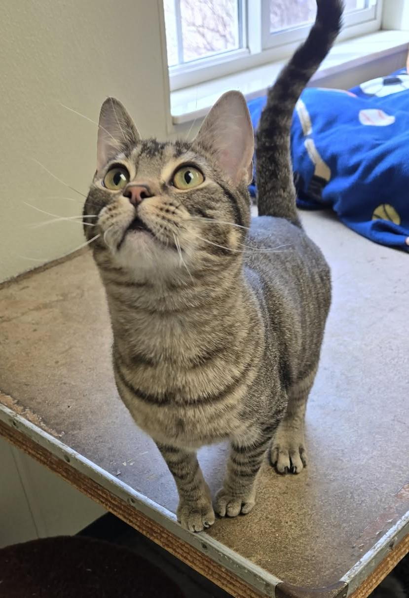 Earthquake, Adoptable, Young Male Domestic Short Hair.