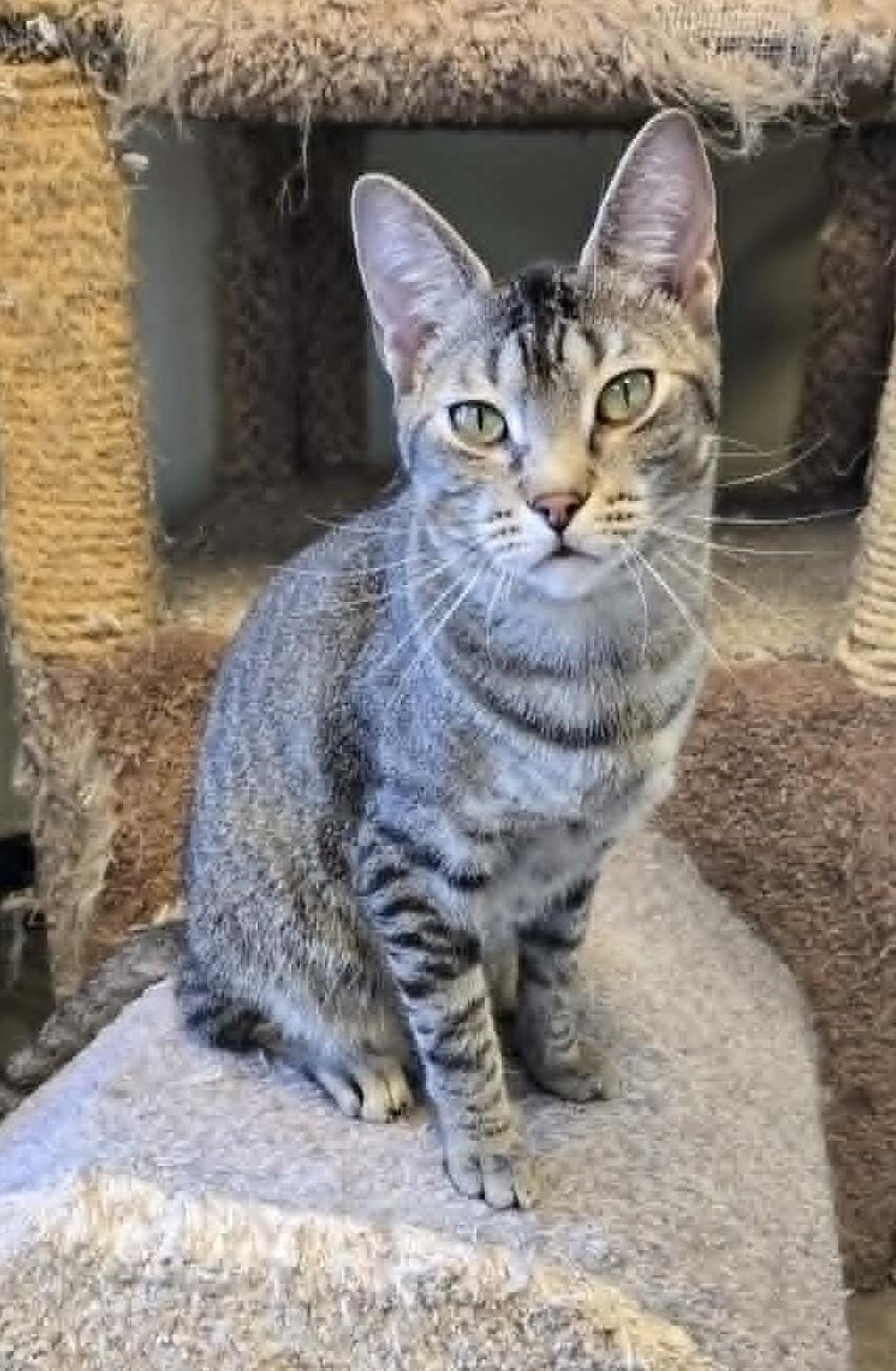 Enlarge Earthquake, a Adoptable Domestic Short Hair in Larned, KS image 3/4