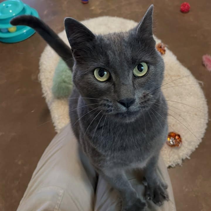 Enlarge Stratus, a Adoptable Domestic Short Hair in Friday Harbor, WA image 1/3