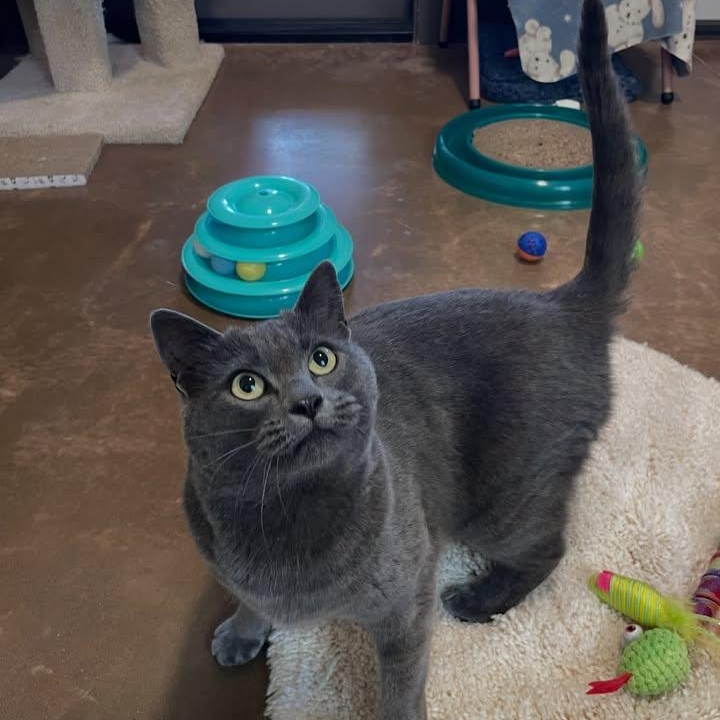 Enlarge Stratus, a Adoptable Domestic Short Hair in Friday Harbor, WA image 2/3