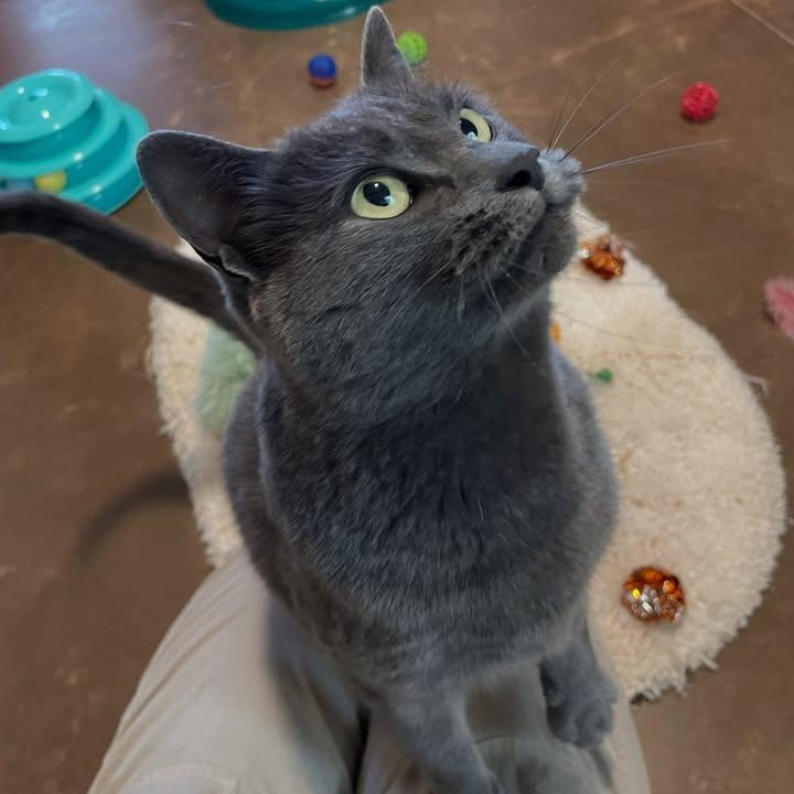Enlarge Stratus, a Adoptable Domestic Short Hair in Friday Harbor, WA image 3/3