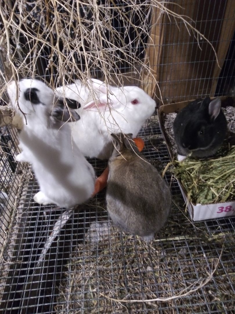 Bunnies