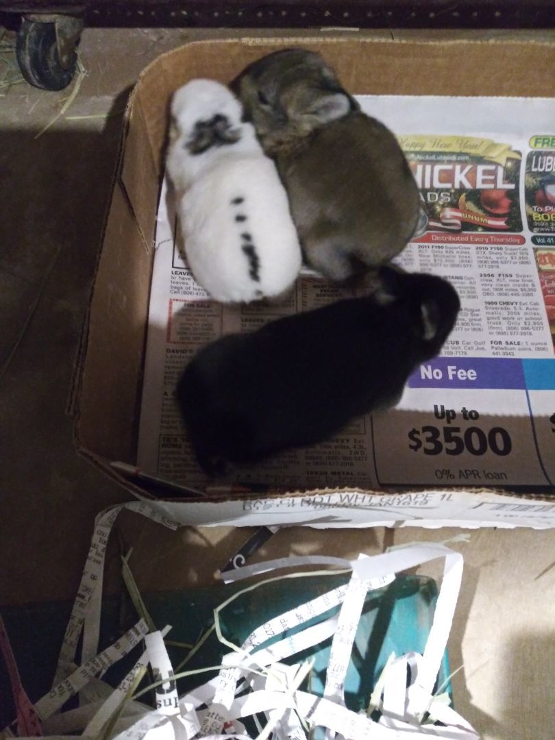 Bunnies