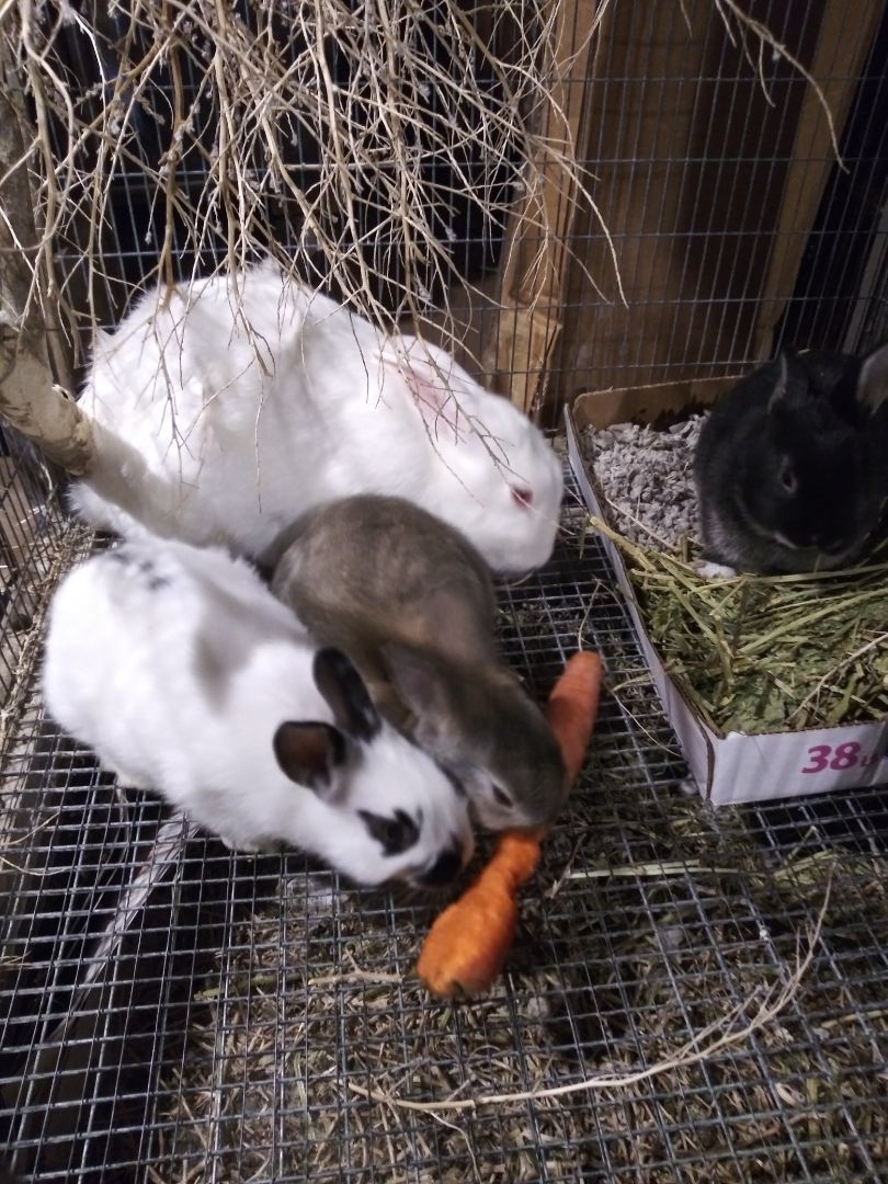 Bunnies