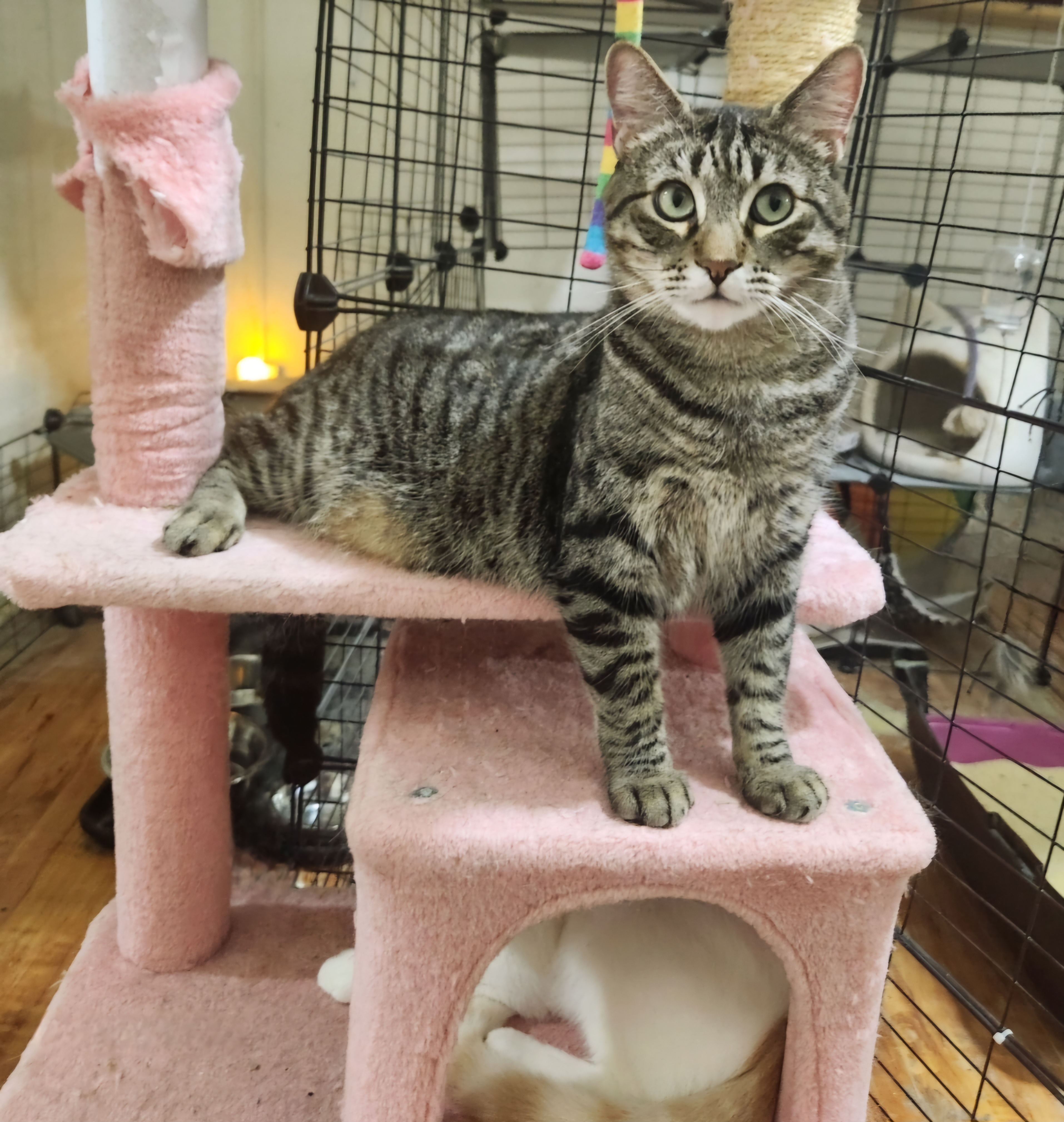 Enlarge "Goofball" Danny, a Adoptable mixed breed in BEVERLY HILLS, CA image 4/5