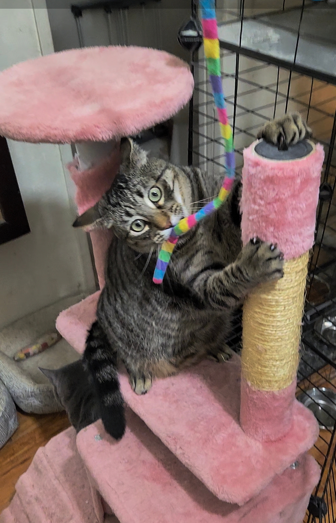 Enlarge "Goofball" Danny, a Adoptable mixed breed in BEVERLY HILLS, CA image 3/5