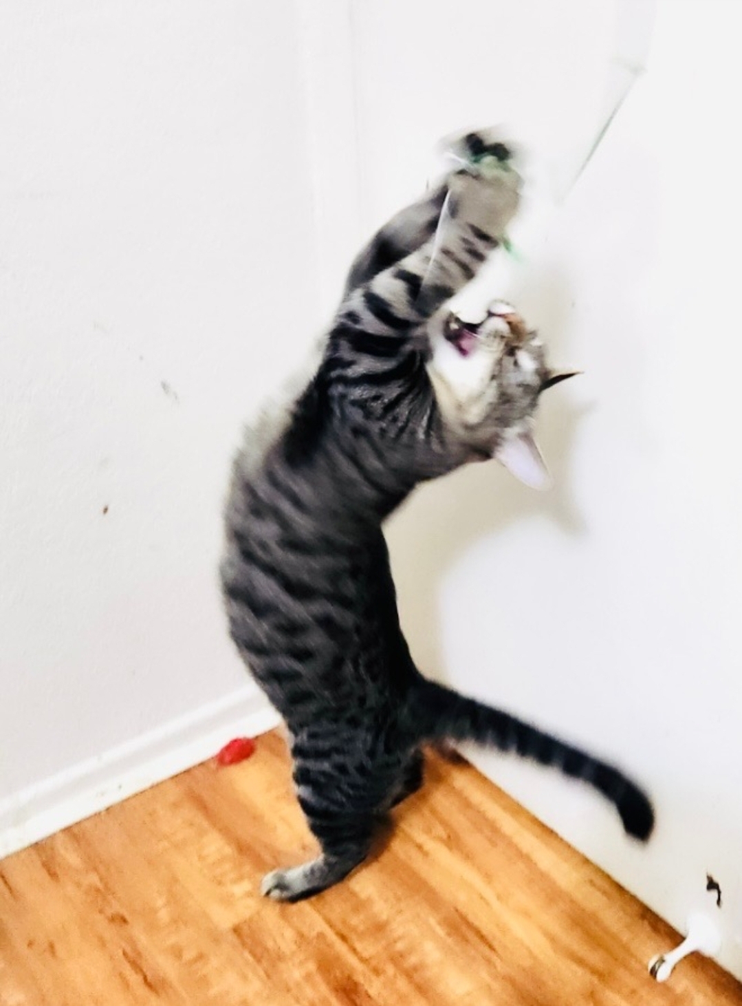 "Goofball" Danny, Adoptable, Young Male Domestic Short Hair & Ocicat.