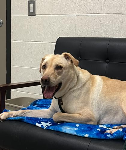 Zoey — thumbnail 2