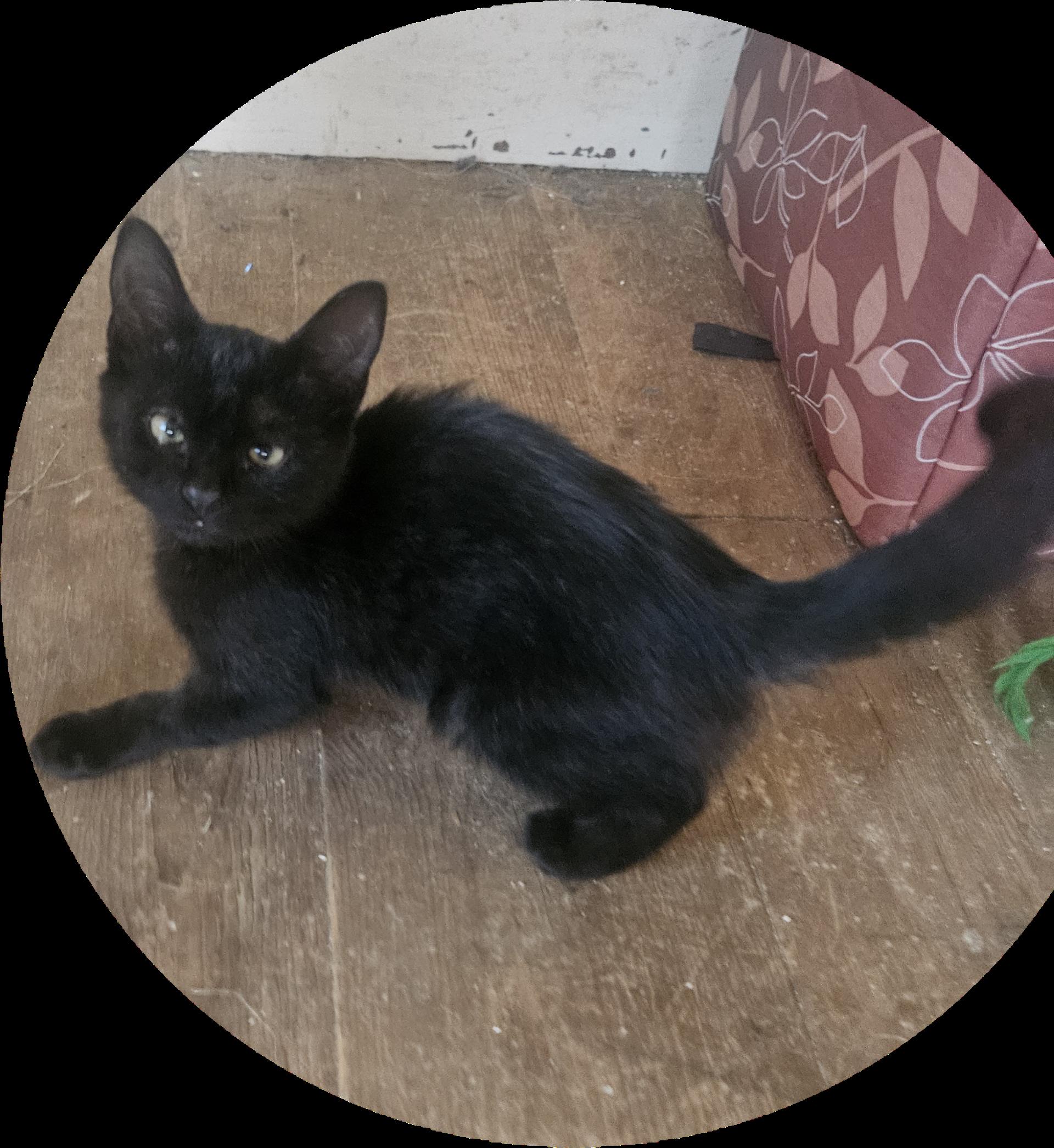 Freedom - He is a Survivor!, Adoptable, Kitten Male Domestic Short Hair.