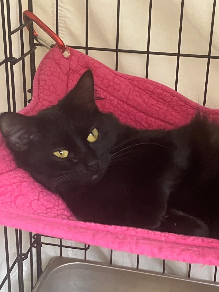 Clara, Adoptable, Young Female Domestic Long Hair.