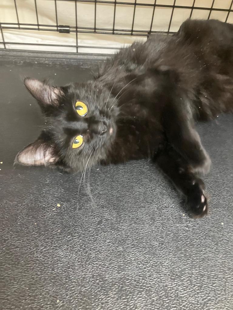 Enlarge Clara, a Adoptable mixed breed in Lunenburg, MA image 2/3