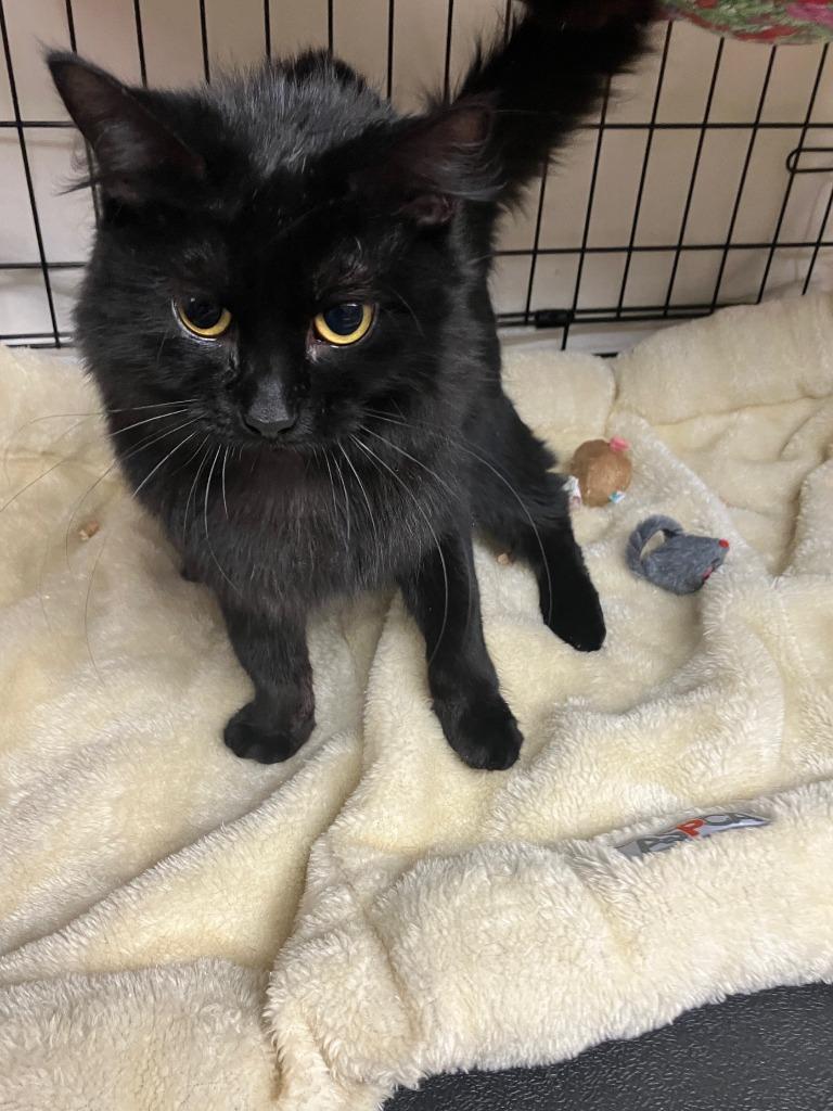 Enlarge Clara, a Adoptable mixed breed in Lunenburg, MA image 3/3