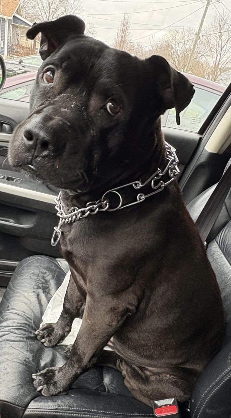 Enlarge Tyler AVAILABLE, an adoptable Pit Bull Terrier in Canton, OH image 4/4