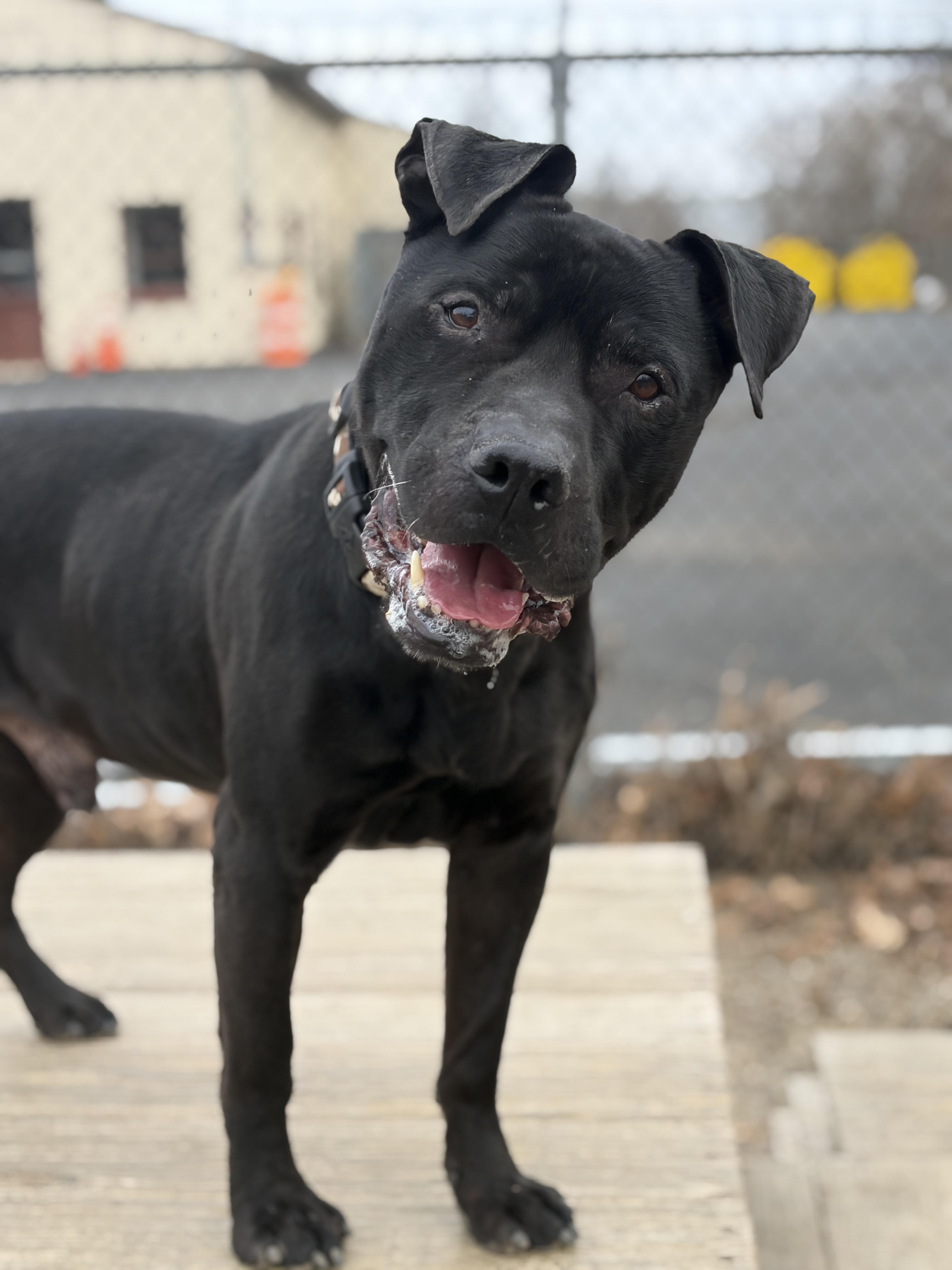 Tyler AVAILABLE, adoptable, Adult Male Pit Bull Terrier.