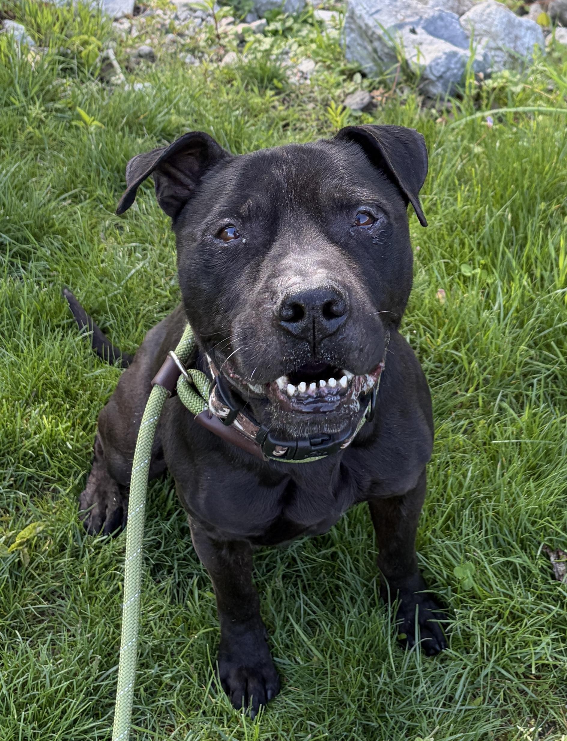 Tyler ADOPTED, adoptable, Adult Male Pit Bull Terrier.