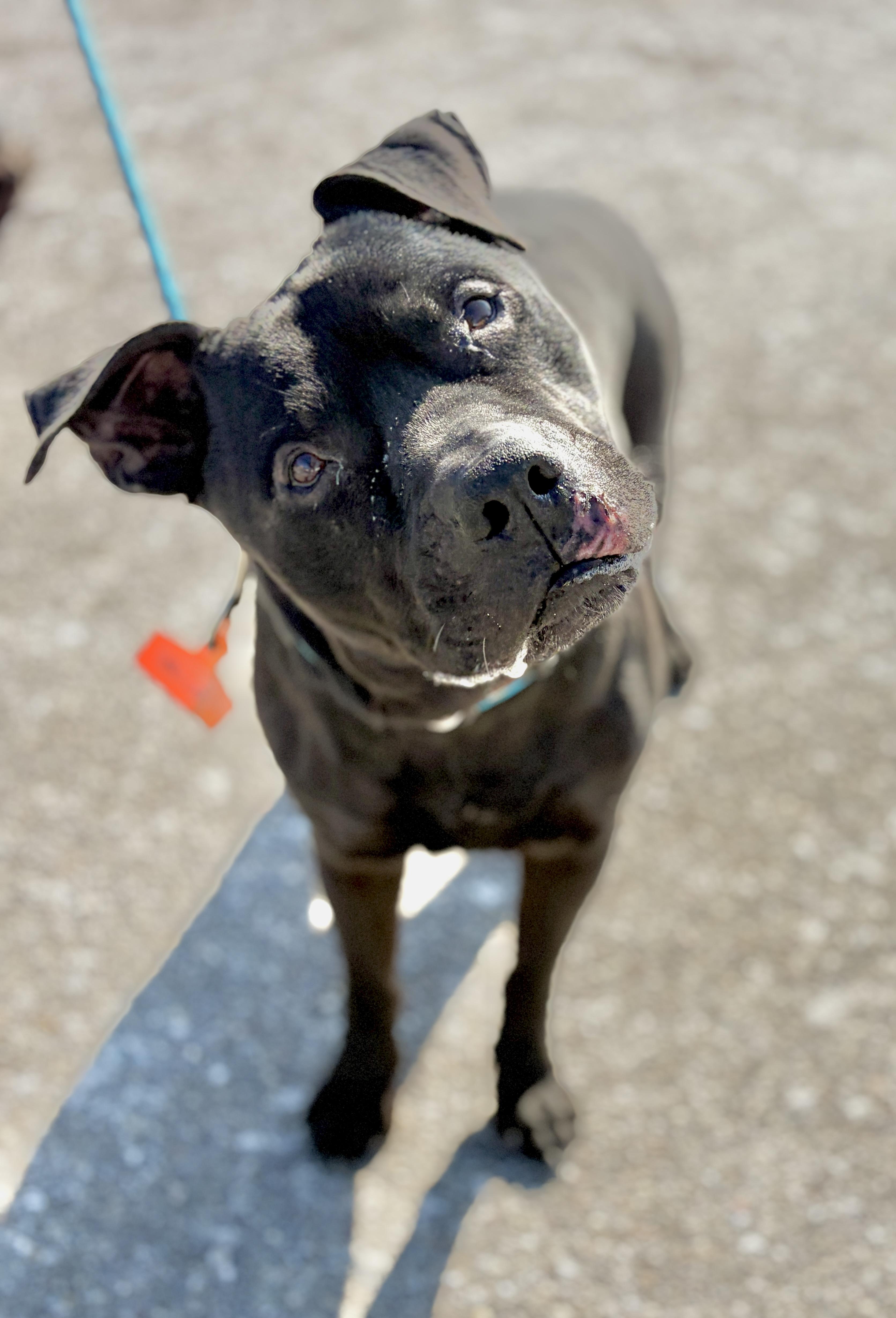 Tyler AVAILABLE, adoptable, Adult Male Pit Bull Terrier.