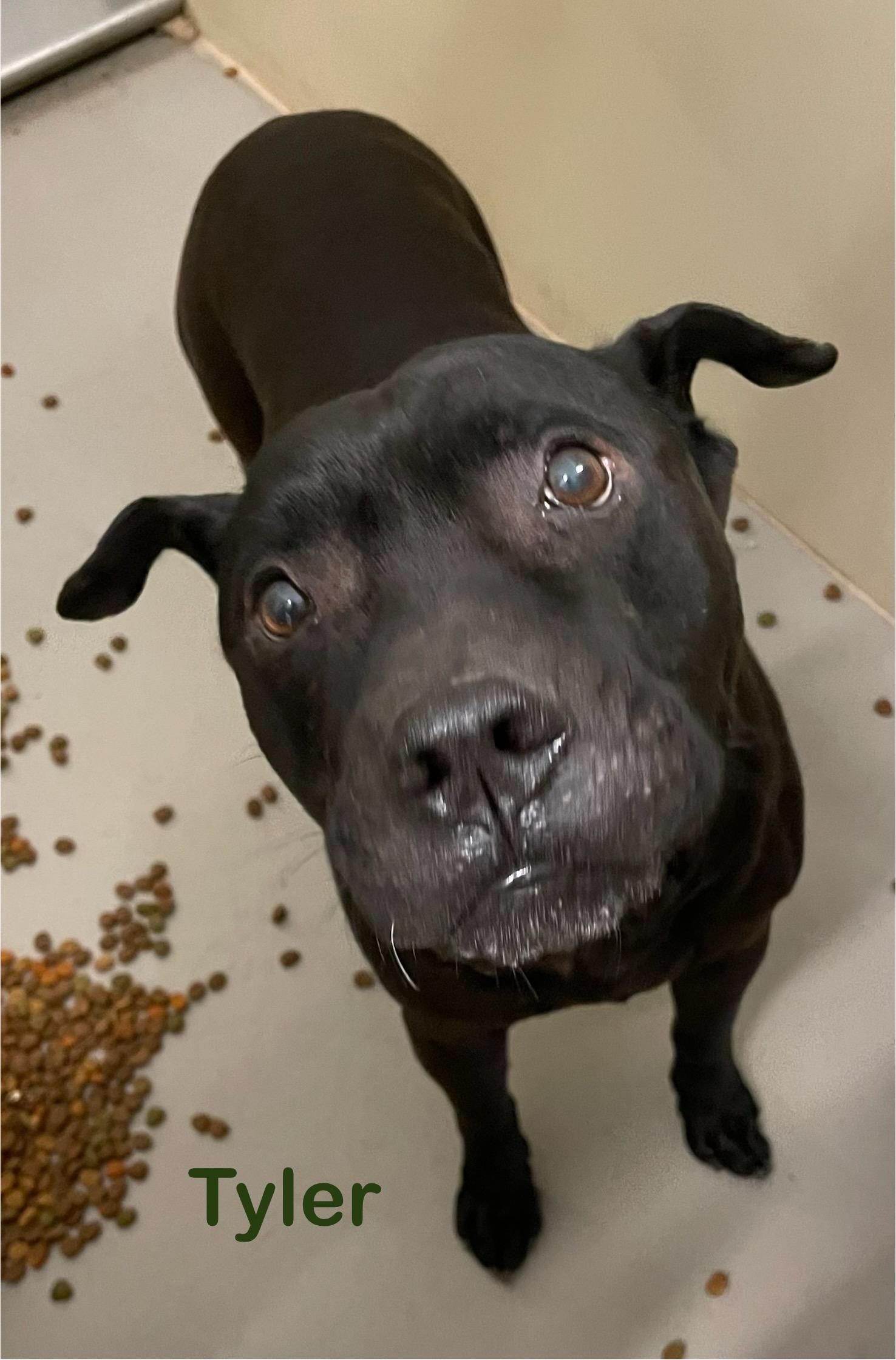 Enlarge Tyler AVAILABLE, an adoptable Pit Bull Terrier in Canton, OH image 3/4