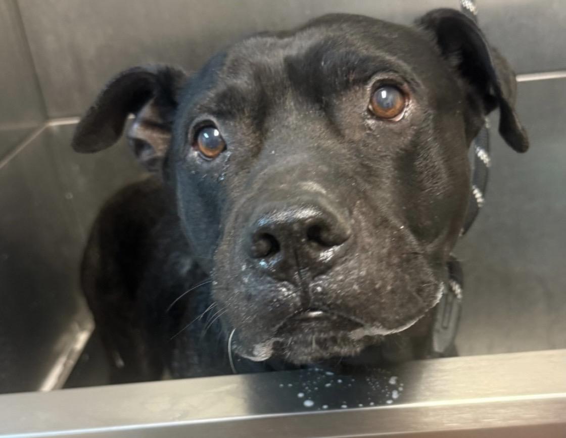 Enlarge Tyler AVAILABLE, an adoptable Pit Bull Terrier in Canton, OH image 2/4