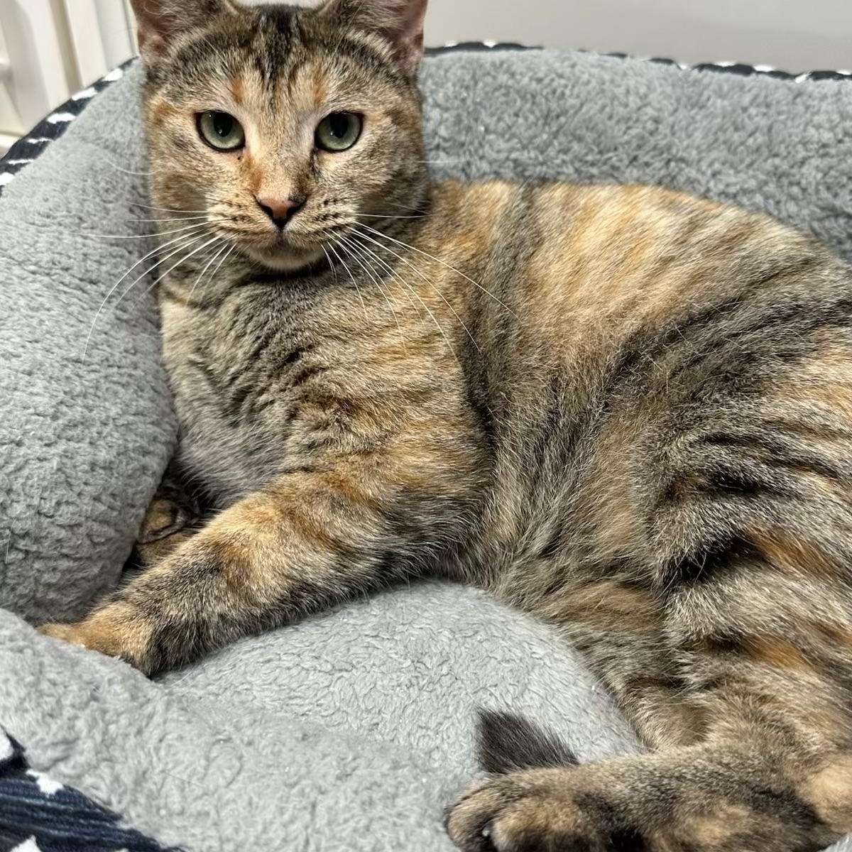 Enlarge Maple Hope, an adopted Domestic Short Hair in Los Angeles, CA image 2/4