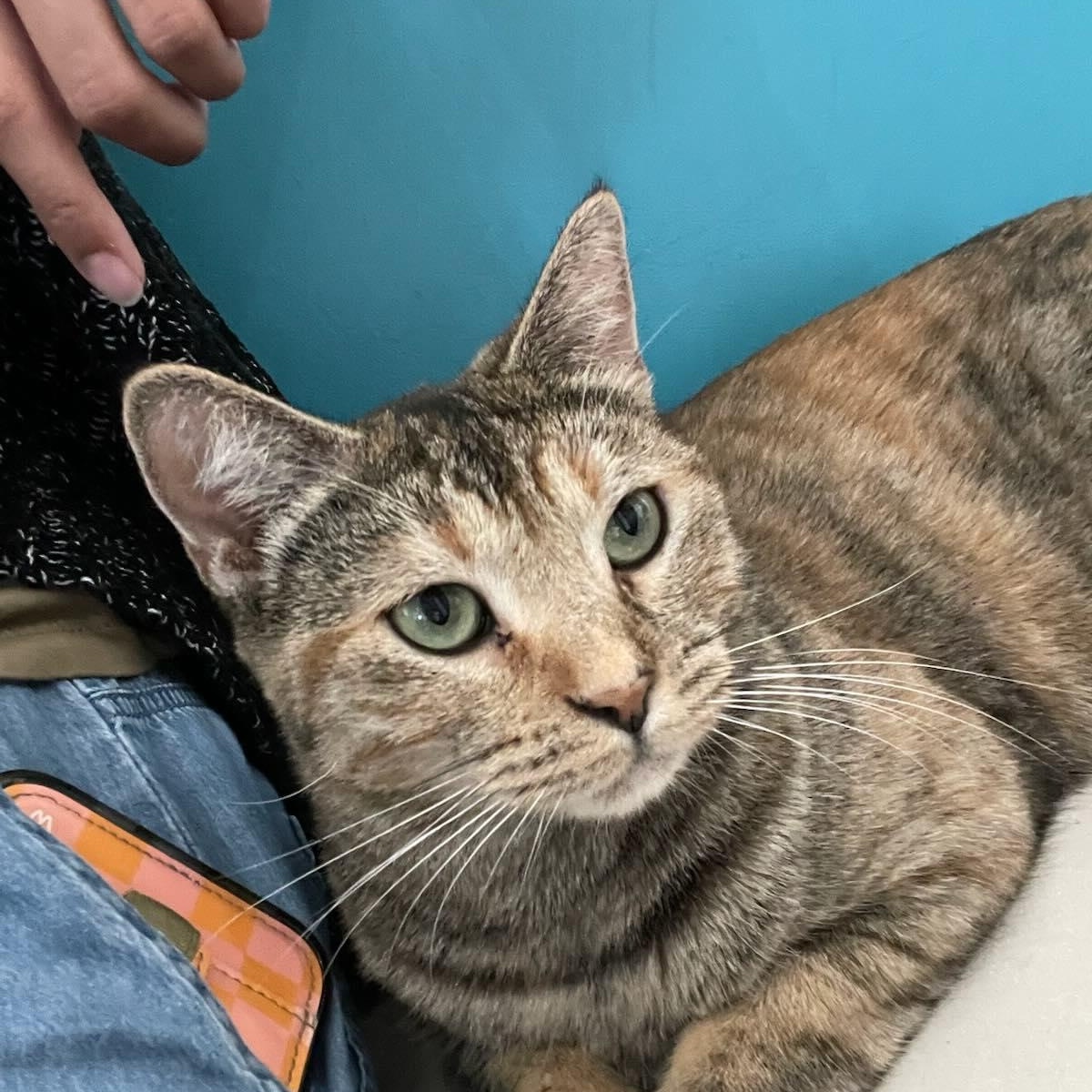 Enlarge Maple Hope, an adopted Domestic Short Hair in Los Angeles, CA image 3/4