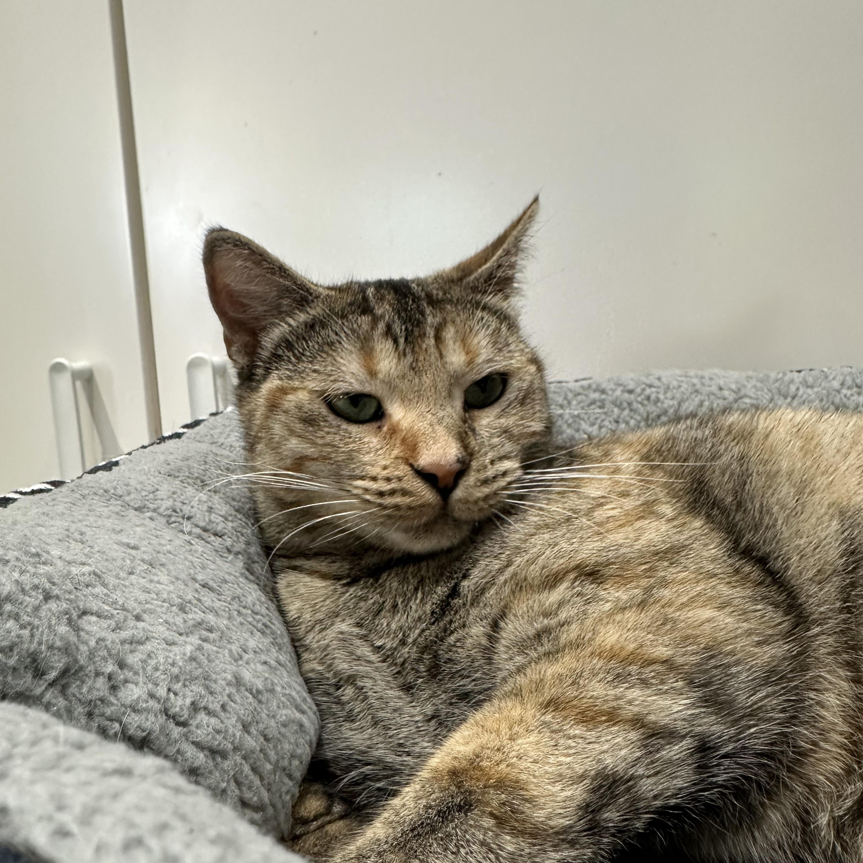 Enlarge Maple Hope, an adopted Domestic Short Hair in Los Angeles, CA image 4/4