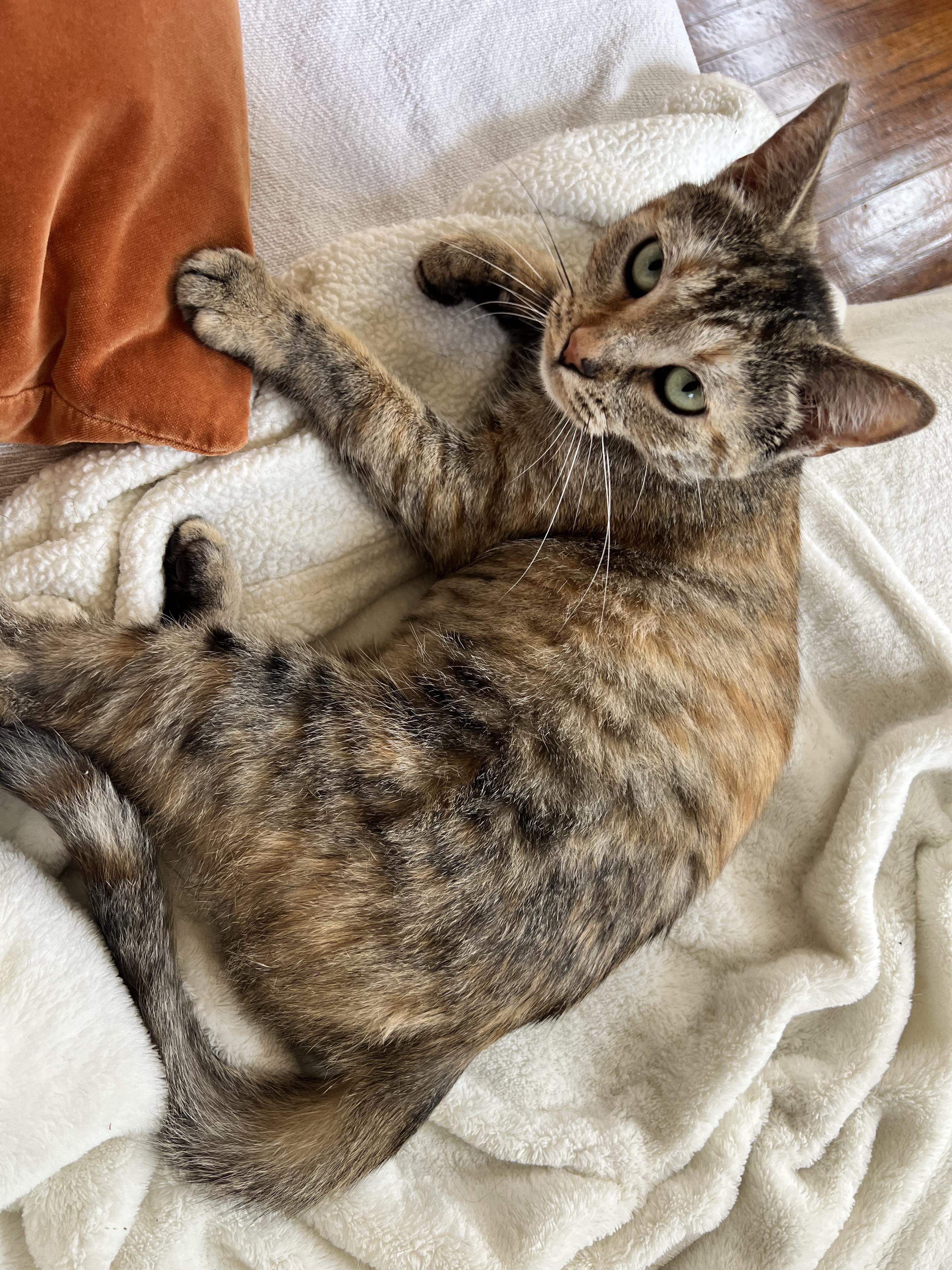 Enlarge Maple Hope, an adopted Domestic Short Hair in Los Angeles, CA image 1/4
