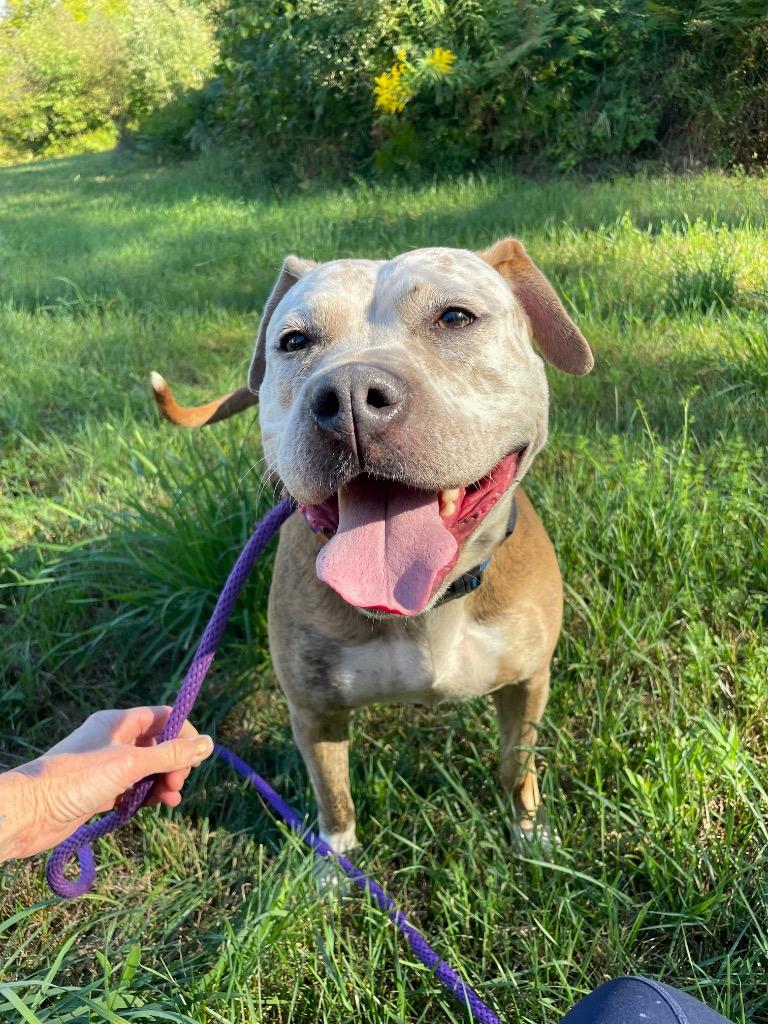 Betty, Adoptable, Adult Female Pit Bull Terrier.
