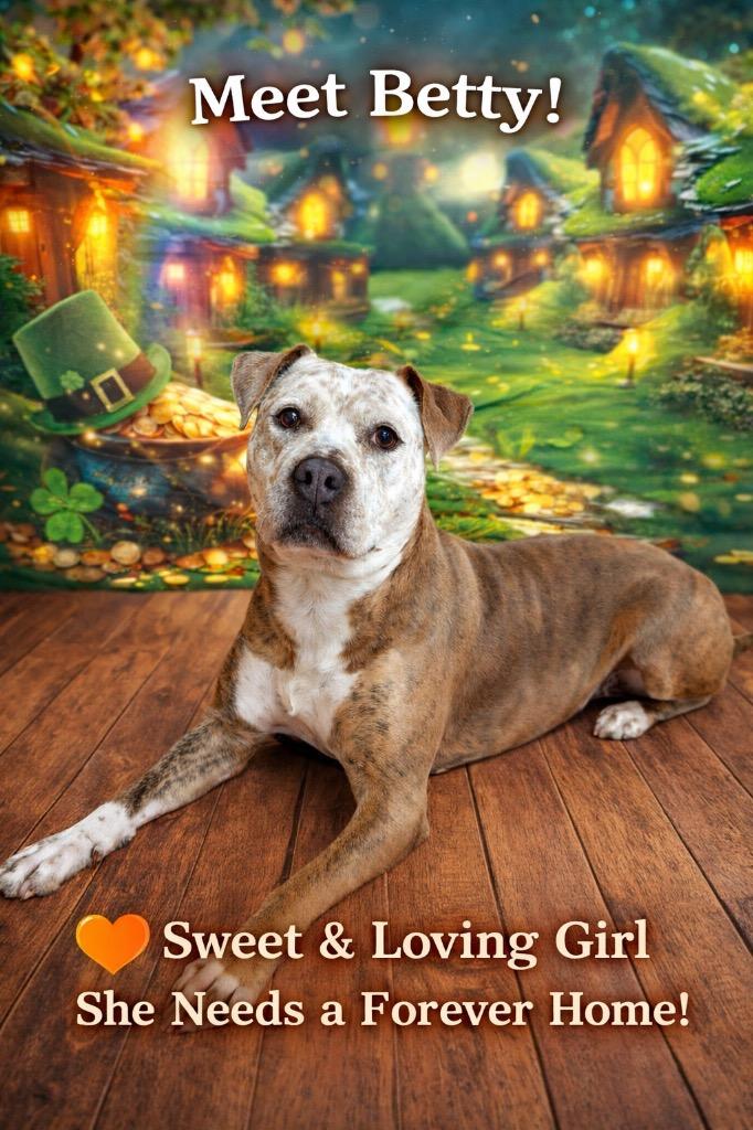 Enlarge Betty, a Adoptable Pit Bull Terrier in Glenfield, NY image 1/6