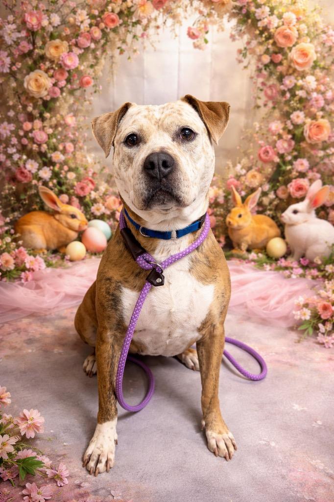 Enlarge Betty, a Adoptable Pit Bull Terrier in Glenfield, NY image 1/6