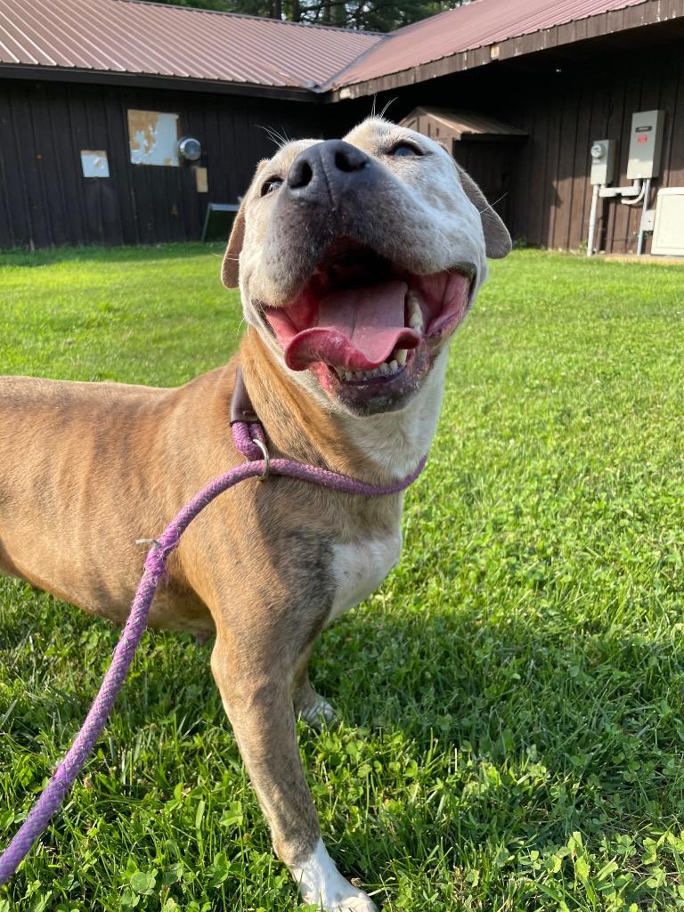 Betty, Adoptable, Adult Female Pit Bull Terrier.