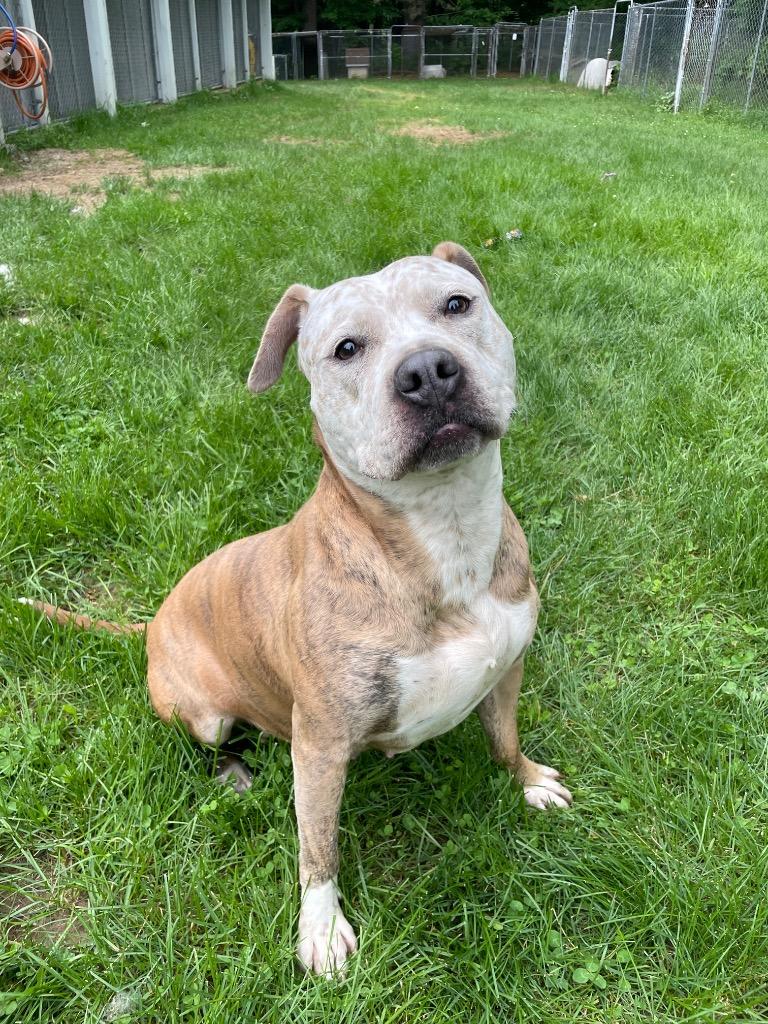 Enlarge Betty, a Adoptable Pit Bull Terrier in Glenfield, NY image 3/6