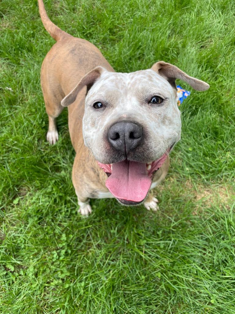 Enlarge Betty, a Adoptable Pit Bull Terrier in Glenfield, NY image 3/6